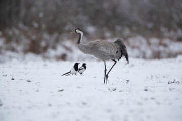Wall Mural - Two magpies watching a walking crane in a winter scenery