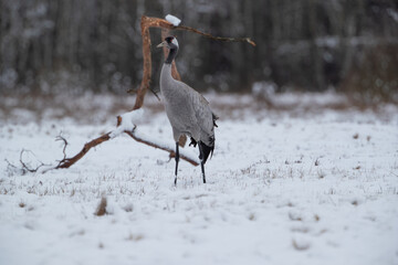 Wall Mural - A crane next to a twisted branch in a snow-covered meadow