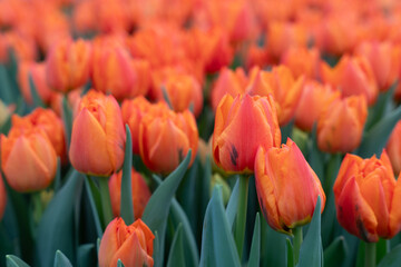 tulip, flower, garden, plant, green, nature, greenhouse, spring, fresh, gardening, agriculture, farm