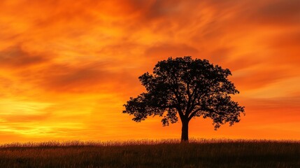 Poster - A silhouette of a lone tree against a fiery orange sunset sky.