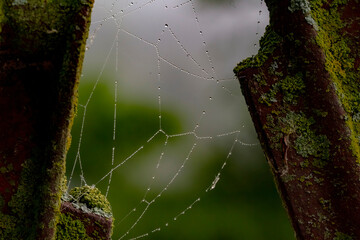 spider web with dew drops