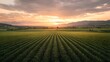 © AumArt - Serene Sunset Over Lush Green Agricultural Field Rows at Golden Hour