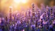 © Olsek - Beautiful lavender field in sunlight. The vibrant purple flowers create a serene scene. A perfect backdrop for relaxation. Generative AI