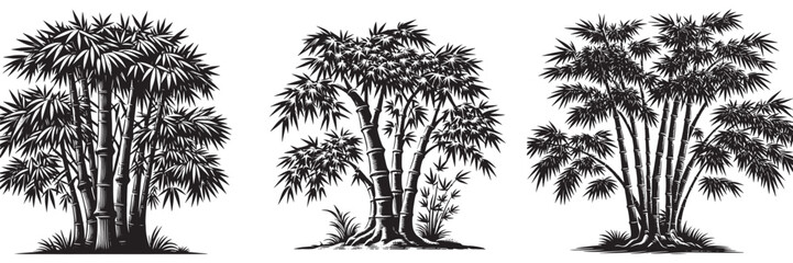 Bamboo tree in traditional woodcut drawing, black and white botanical illustration
