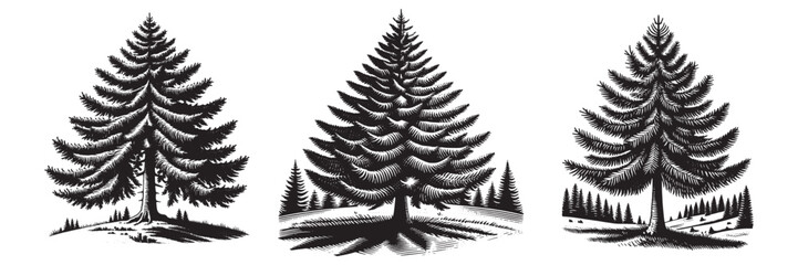 Austrian Pine tree in traditional woodcut drawing, black and white botanical illustration