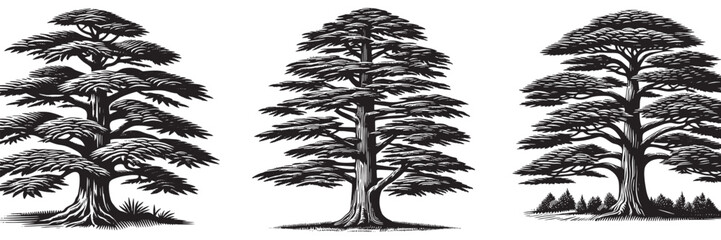 cedar tree in traditional woodcut drawing, black and white botanical illustration