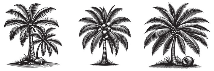 Coconut tree in traditional woodcut drawing, black and white botanical illustration