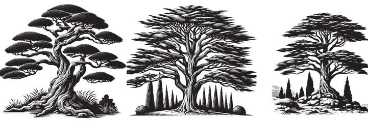 cypress tree in traditional woodcut drawing, black and white botanical illustration