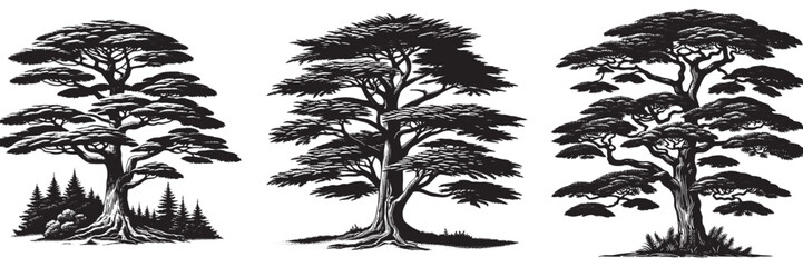Eastern Red Cedar tree in traditional woodcut drawing, black and white botanical illustration