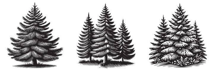 Fir tree in traditional woodcut drawing, black and white botanical illustration