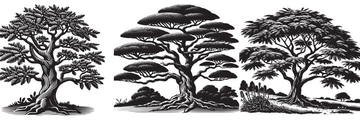 Ironwood tree in traditional woodcut drawing, black and white botanical illustration