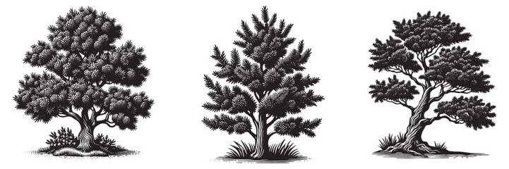 juniper tree in traditional woodcut drawing, black and white botanical illustration