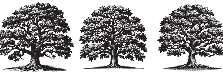 Oak tree in traditional woodcut drawing, black and white botanical illustration