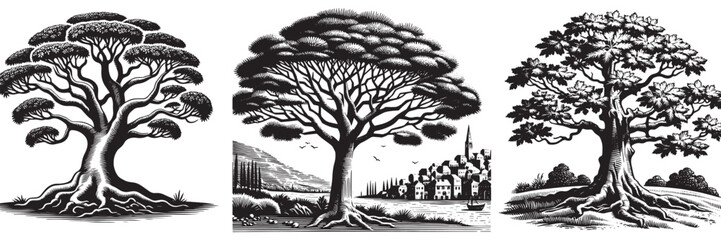 plane tree tree in traditional woodcut drawing, black and white botanical illustration