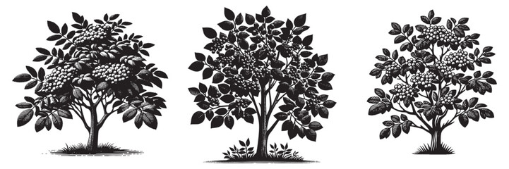 serviceberry tree in traditional woodcut drawing, black and white botanical illustration