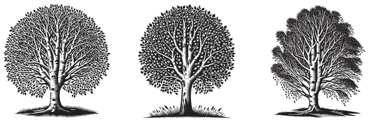 silver birch tree in traditional woodcut drawing, black and white botanical illustration