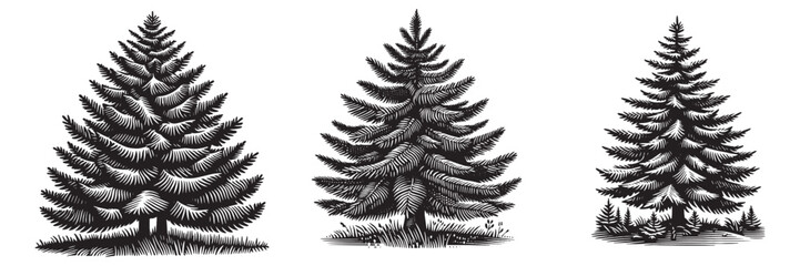 Spruce tree in traditional woodcut drawing, black and white botanical illustration