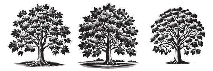 sycamore tree in traditional woodcut drawing, black and white botanical illustration