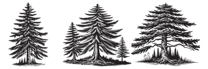 Tamarack tree in traditional woodcut drawing, black and white botanical illustration