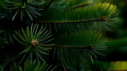 Lush Green Pine Tree Branch Close Up Nature  Perfect for Christmas cards or nature themed designs