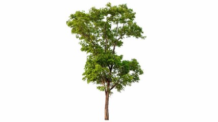 Poster - 4K tree footage isolated on white background 