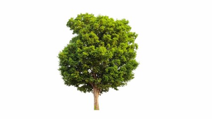 Poster - 4K tree footage isolated on white background 