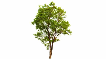 Poster - 4K tree footage isolated on white background 