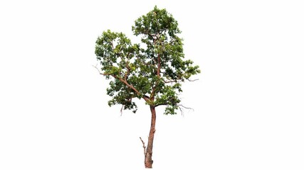 Poster - 4K tree footage isolated on white background 