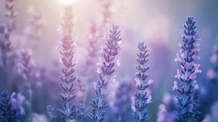 Aufkleber - Lavender blossoms stand tall in soft pastel blue and lavender mist during early morning light in a tranquil landscape