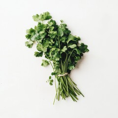 Poster - Fresh cilantro bunch ready for culinary use in vibrant green color on a simple background