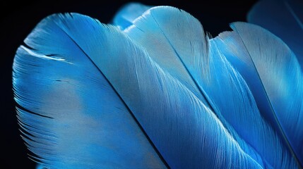 Poster - Vibrant blue feathers, soft and delicate against a dark background