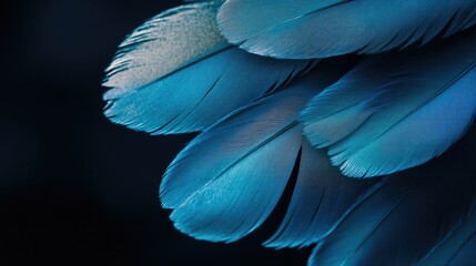 Poster - Vibrant blue feathers, soft and delicate against a dark background
