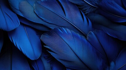 Poster - Vibrant blue feathers, soft and delicate against a dark background
