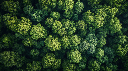 Aerial View Lush Green Forest Canopy