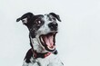 © Dimas - Excited dog portrait with mouth open, showing teeth and tongue on white background