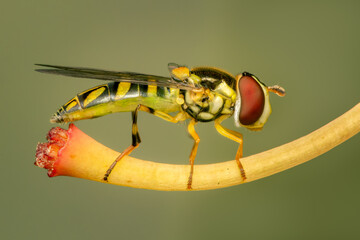 small hover fly resting on a rhododendron's stamen on blurred background