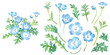© Keiko Takamatsu - 春の花：ネモフィラの水彩イラスト。一株と構成要素のアソート。