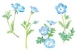 © Keiko Takamatsu - 春の花：ネモフィラの水彩イラスト。切り花のアソート。