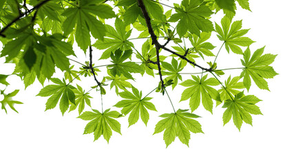 A Close-up of a Green Tree Branch With an Intricate Network of Smaller Twigs and Fresh Leaves Extending Outward