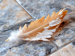 Leinwandbilder - Close-up of a feather with shades of brown and white resting on a tiled surface capturing intricate details and texture