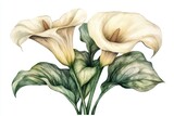 A single calla lily flower depicted in watercolor, set against a white background