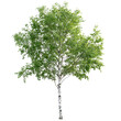 © Iftikhar alam - Lush summer green birch tree isolated on a transparent background showcasing vibrant leaves and slender trunk, Summer green birch tree, file of isolated object on transparent background