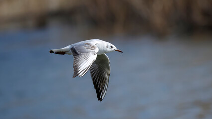 Wall Mural - seagull flying over the lake