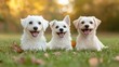 © Seksan - Three happy white dogs sit on the grass, smiling in a sunlit environment surrounded by autumn leaves.