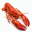 © juanpost - Lobster on a white background front view