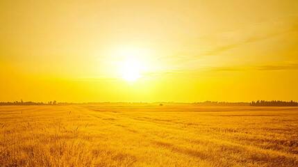 Poster - Beautiful field at sunset with rich golden light casting a warm glow over the landscape and creating a serene atmosphere in nature.
