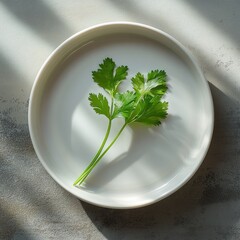 Poster - Fresh Cilantro on a White Plate: A Simple and Clean Culinary Ingredient Presentation with Natural Light.