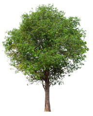 Poster - high resolution single tree 