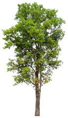 Poster - high resolution single tree 