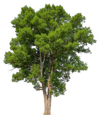 Poster - high resolution single tree 